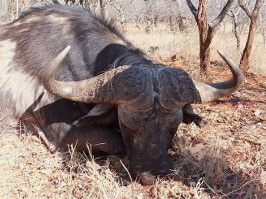 Büffeljagd ohne Trophäenlimit in Südafrika
