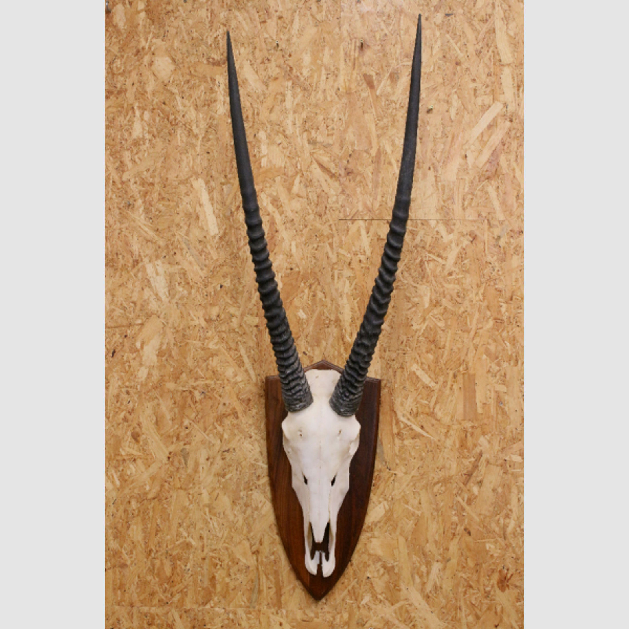 Afrika-Trophäe einer Oryx-Antilope