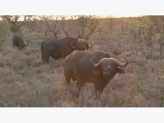 Büffel+Sable Safarie