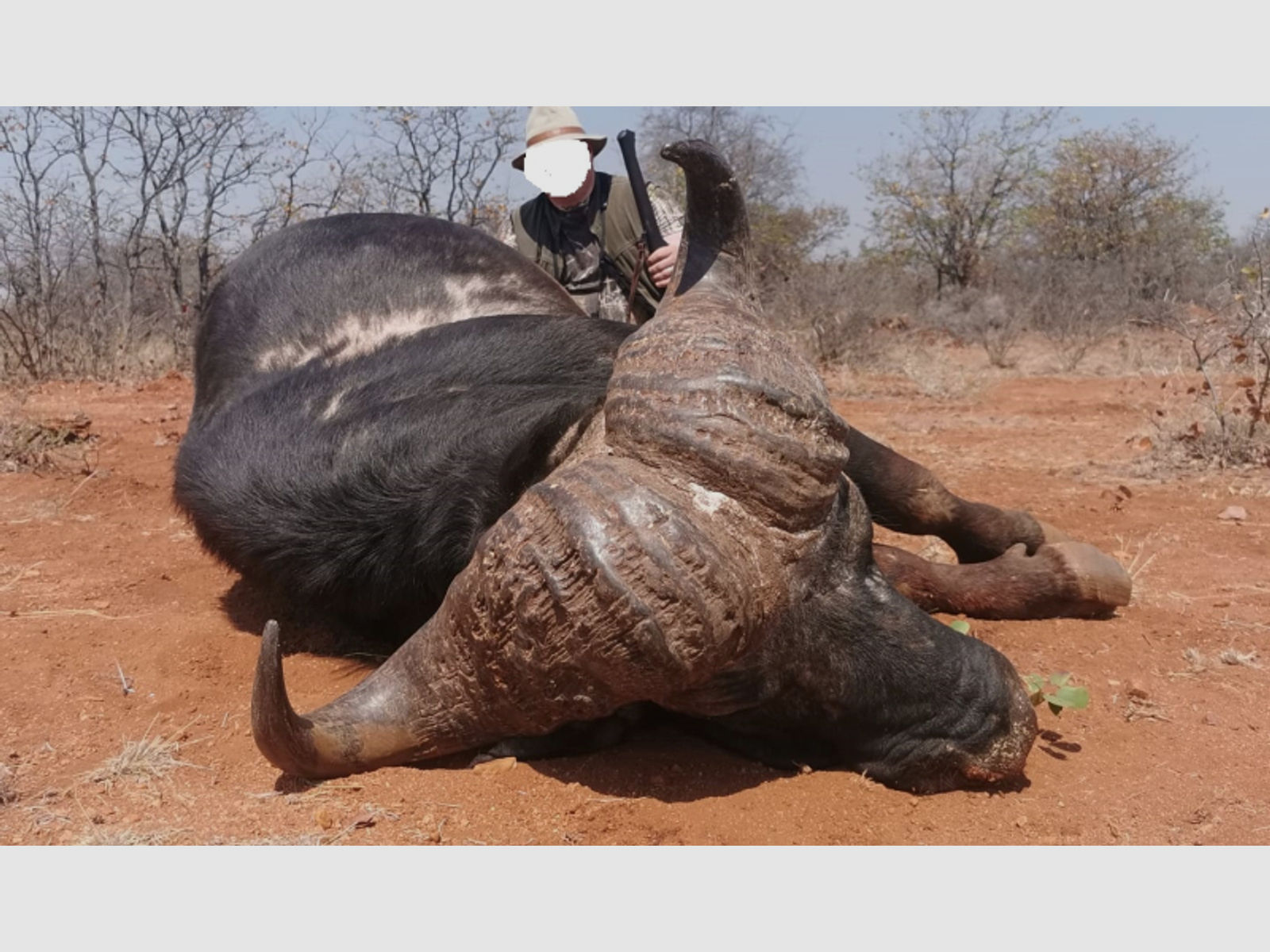 Büffel-Jagd ohne Limit in Südafrika (Limpopo Valley)