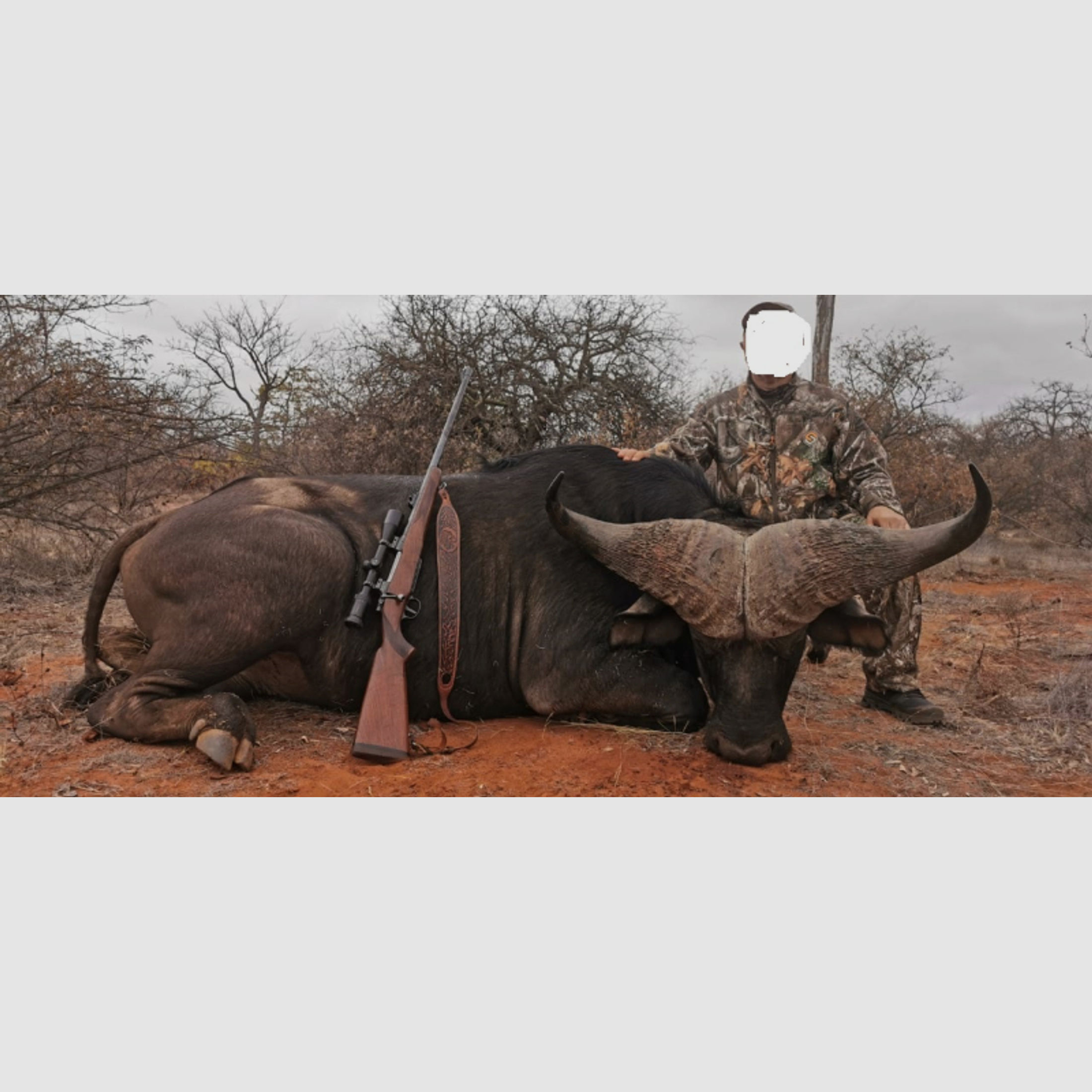 Büffel-Jagd ohne Limit in Südafrika (Limpopo Valley)