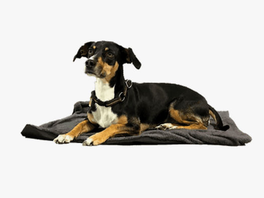 Outchair Comforter Heizdecke für Haustiere