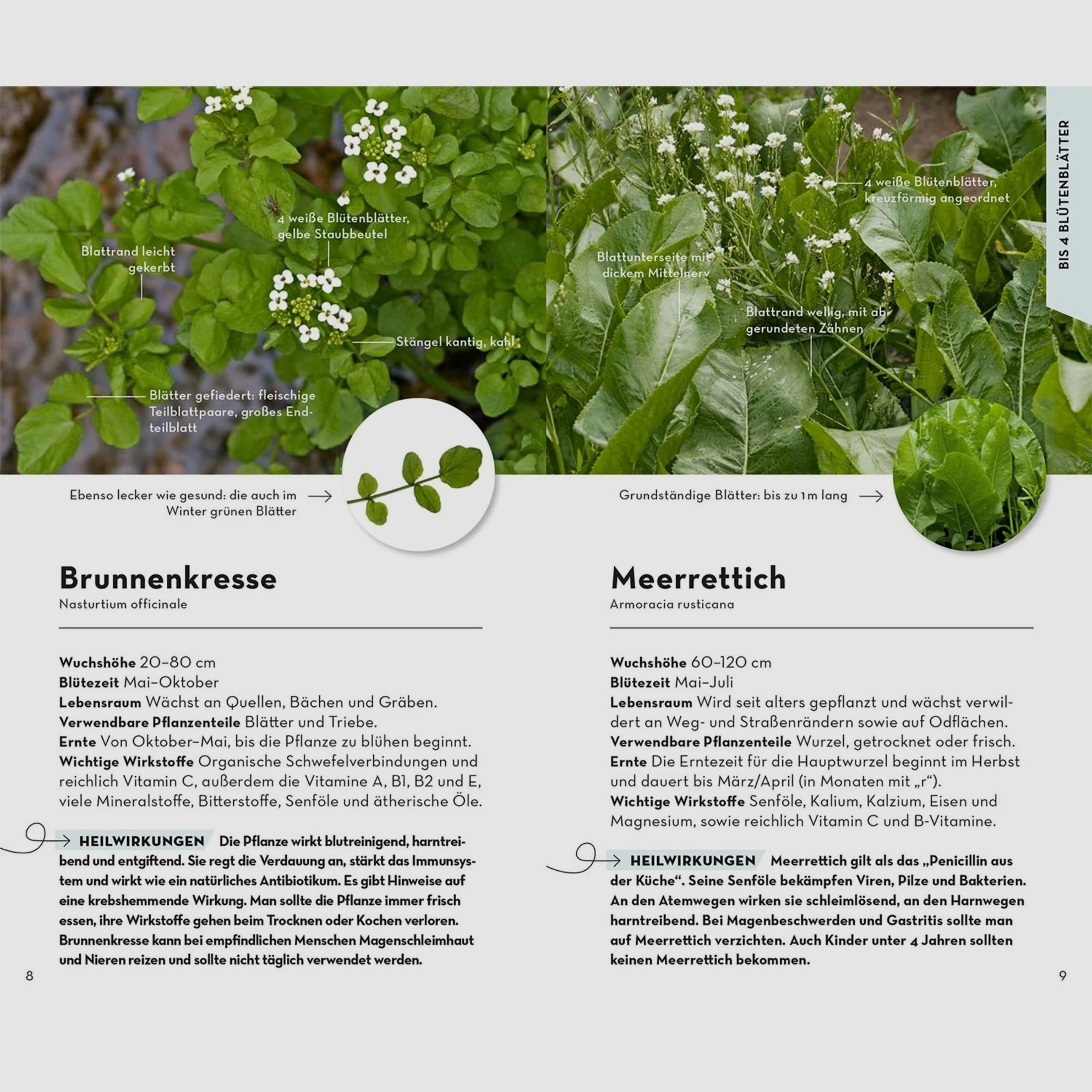 Basic Heilpflanzen - Eva-Maria Dreyer