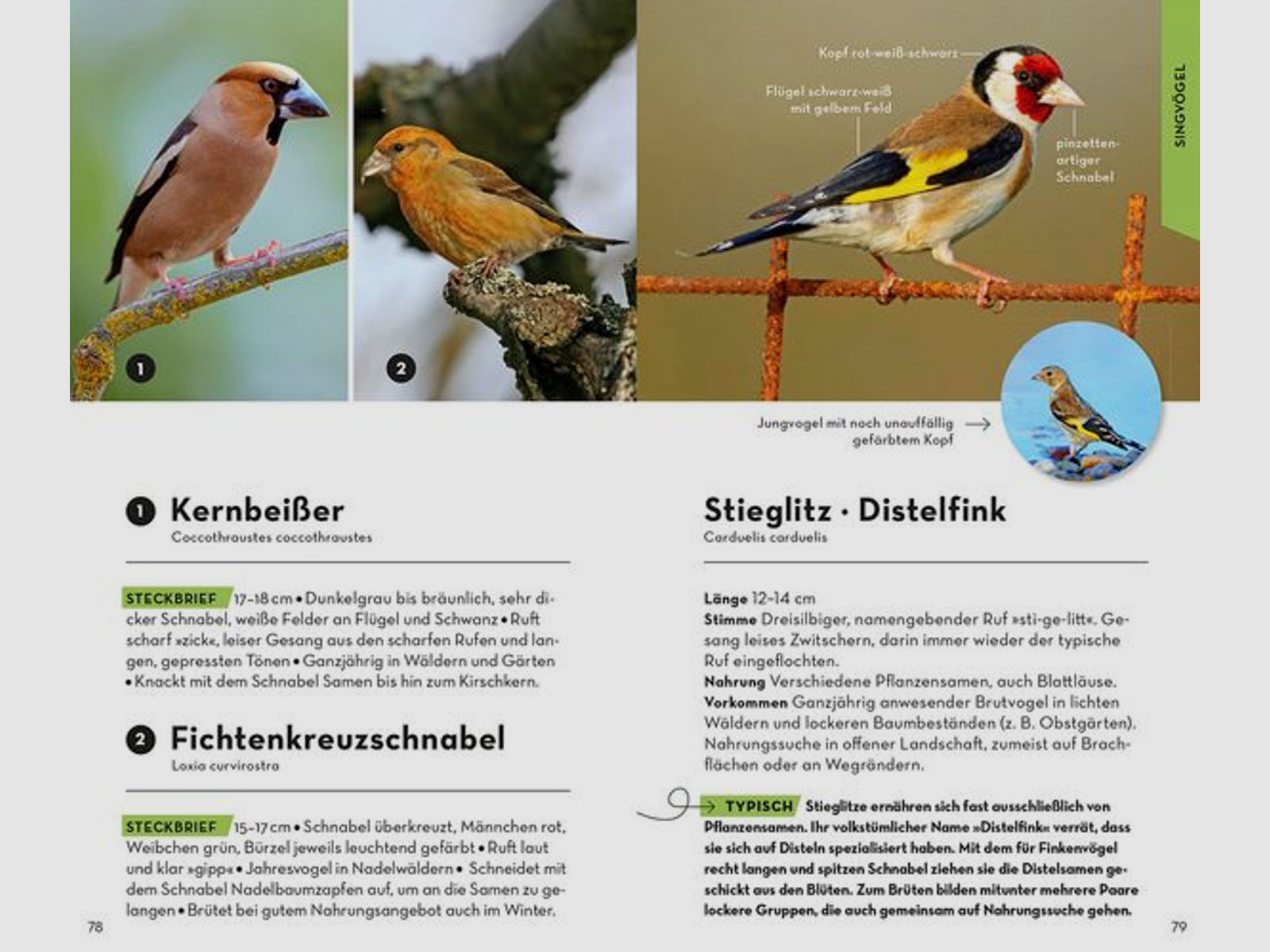Basic Vögel - Volker Dierschke