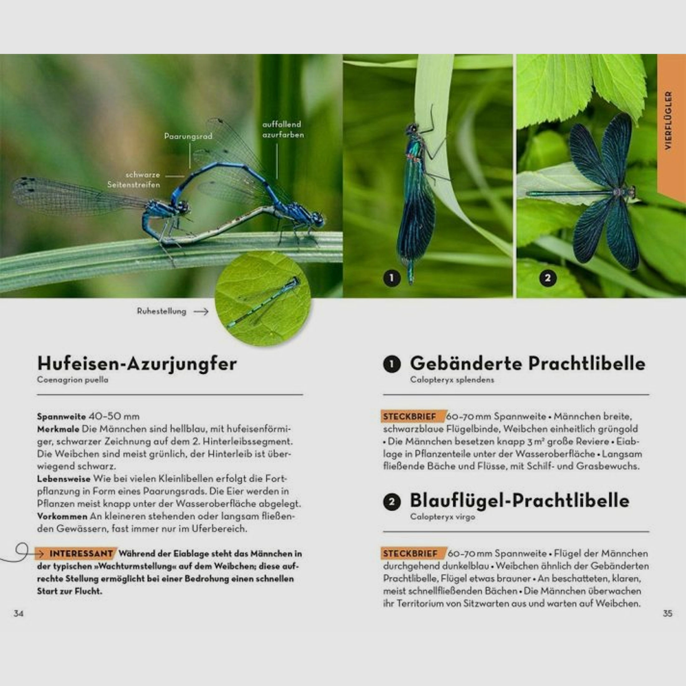 Basic Insekten - Roland Gerstmeier