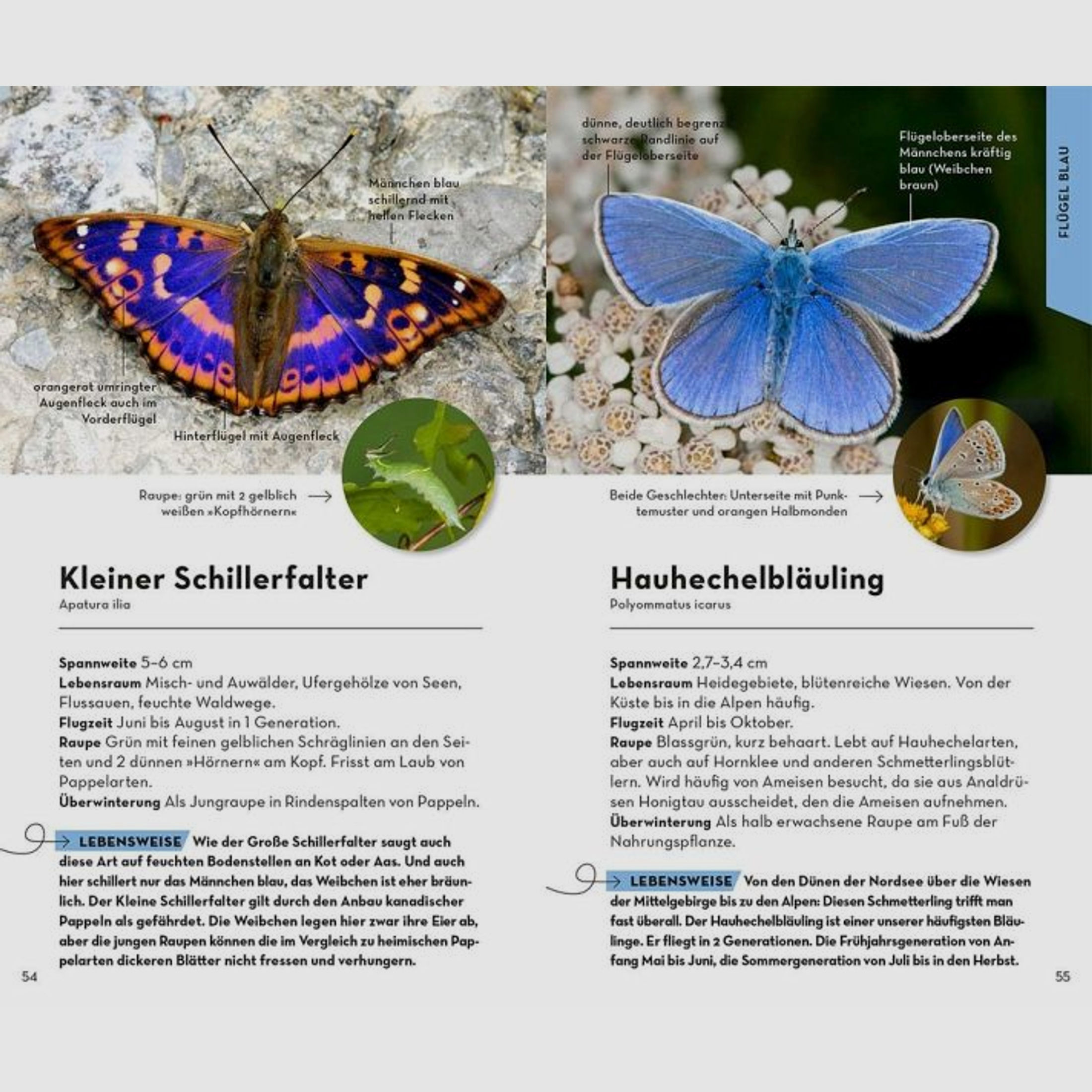 Basic Schmetterlinge
