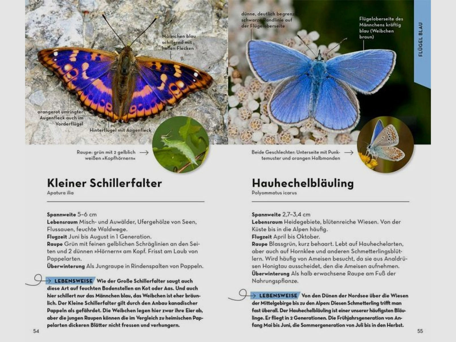 Basic Schmetterlinge