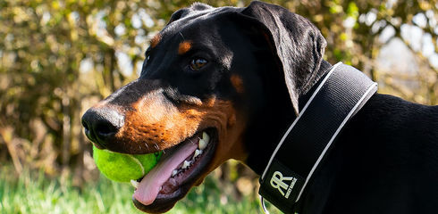 Doberman - the most important info about the dog breed