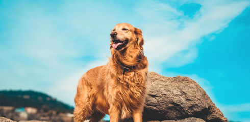 Golden Retriever - all info about the popular dog breed