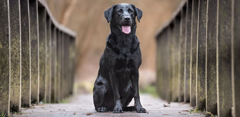 Labrador Retriever - a great hunting and family dog