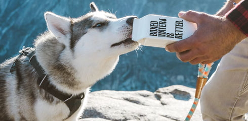 How much does a dog need to drink?