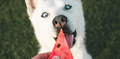 Dürfen Hunde Obst essen?