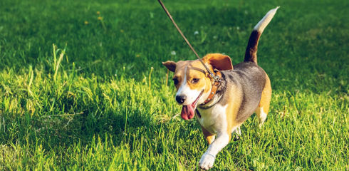 Puppies get used to leash - the best guide