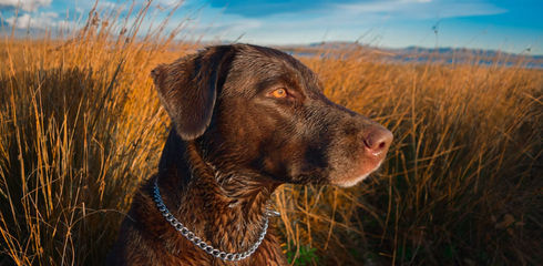Hunting dog training for non-hunters: control over the hunting instinct