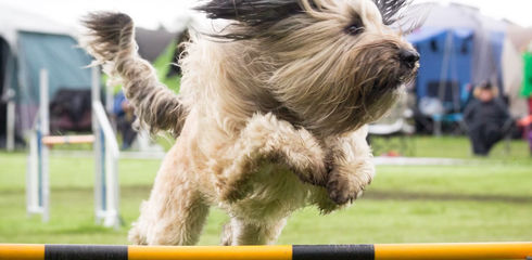Cavaletti-Training - wobei geht es bei diesem Hundesport?