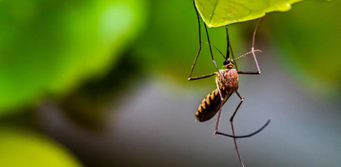 Stechmückenschutz für Jäger