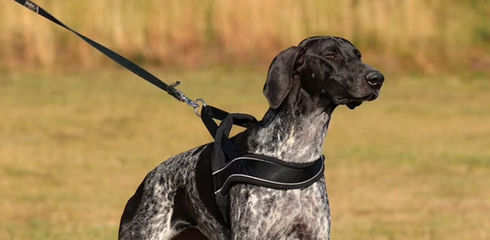 Norwegian harness for dogs: a comprehensive guide and important tips
