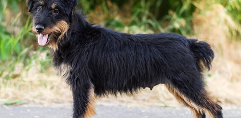Breed profile: German Hunting Terrier