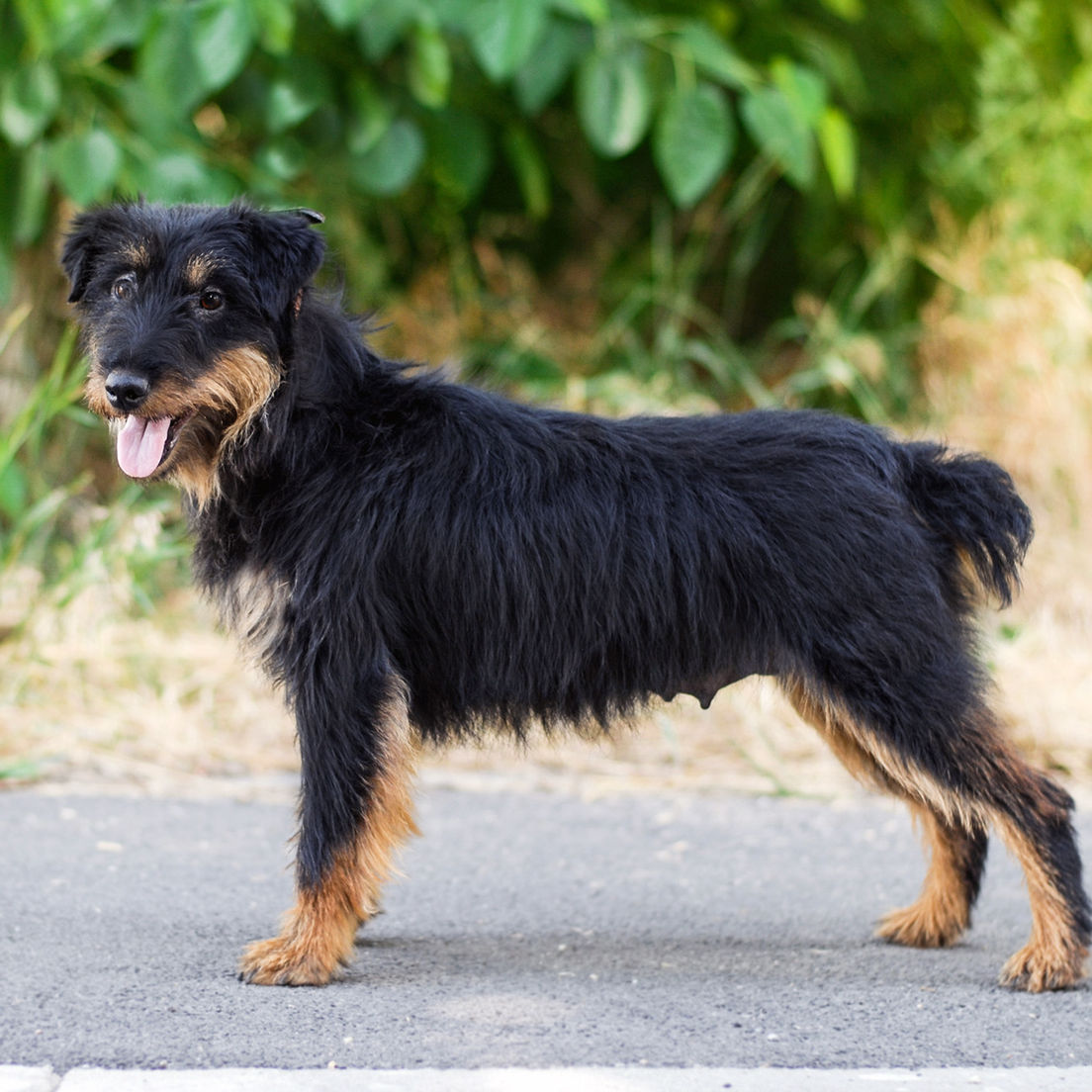 Breed profile: German Hunting Terrier