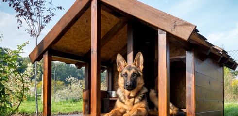Build a dog house yourself - A DIY project for all animal lovers