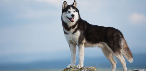 Breed profile: Siberian Husky