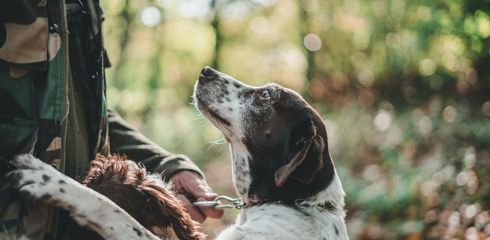 Planning is everything: How to bring the perfect hunting dog into your home