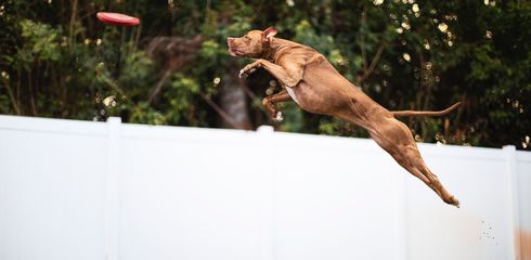 How to break a dog from jumping and better educate the dog
