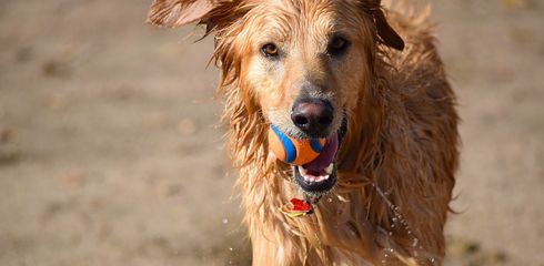 Adoption eines Straßenhundes: Was Sie wissen müssen