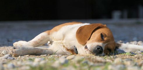 Breed profile: Beagle