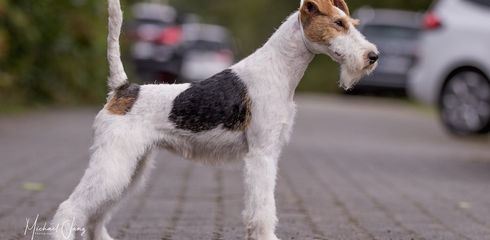 Breed profile: Fox Terrier Wirehair