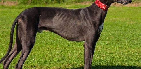 Breed profile: Greyhound