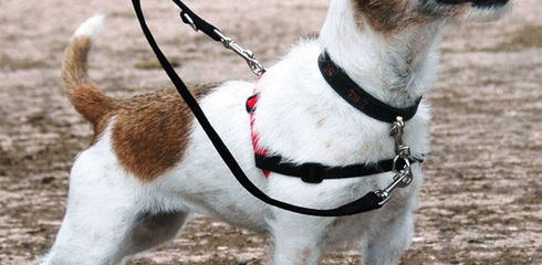 Dog harness or collar?