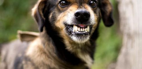 Dental care for dogs - why it's important and how you can do it yourself