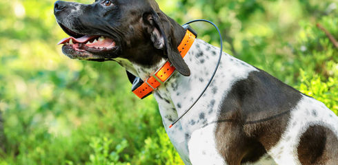 GPS for dogs - is it useful?
