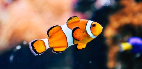 Fischverhalten verstehen: Grundlagen der Fischpsychologie für Anfänger
