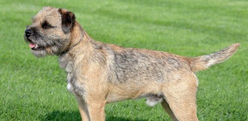 Breed profile: Border Terrier