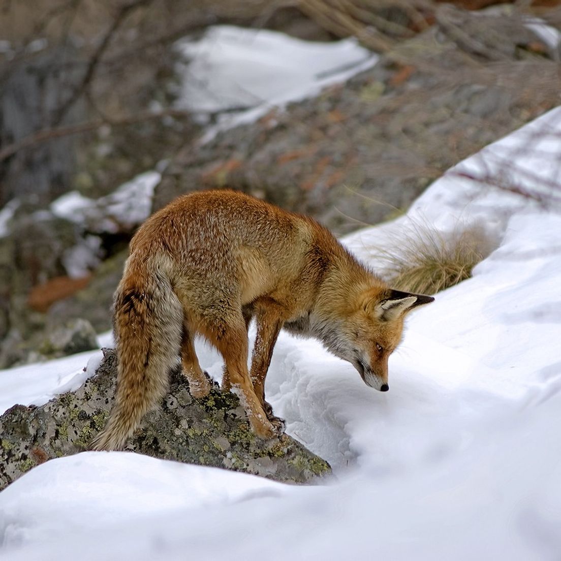 Fox hunting for ranz
