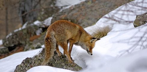 Fox hunting for ranz