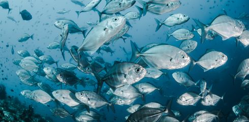 Die Top 10 Köder für Anfänger: Was Fische wirklich anlockt