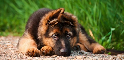 Breed profile: German Shepherd Dog