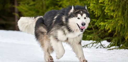 Breed profile: Alaskan Malamute