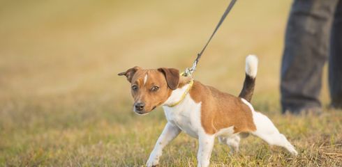 Compulsory leash for dogs during the breeding and sowing season: What you need to know
