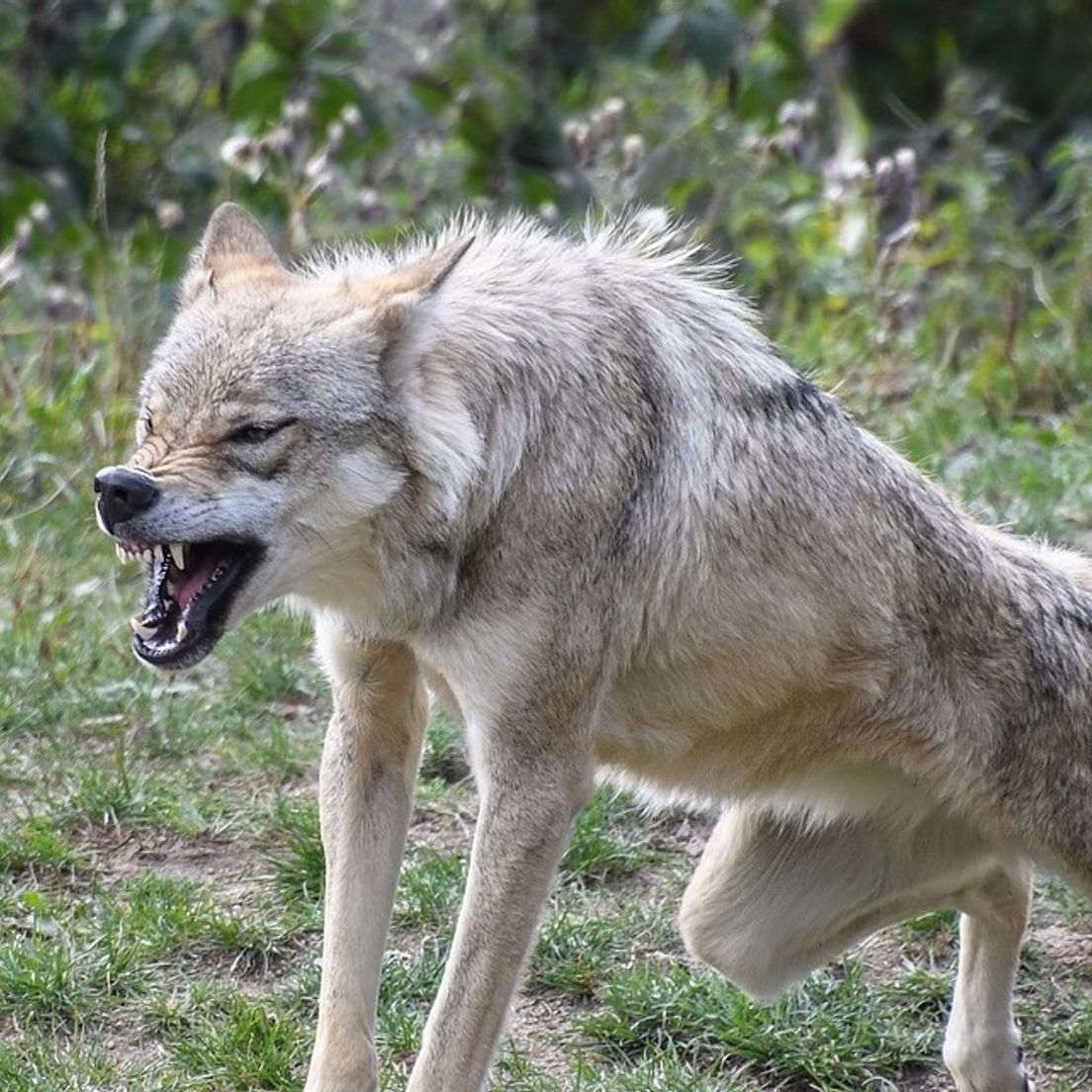 Abschuss von Wölfen nach Nutztierrissen: Lemke will Prozess vereinfachen